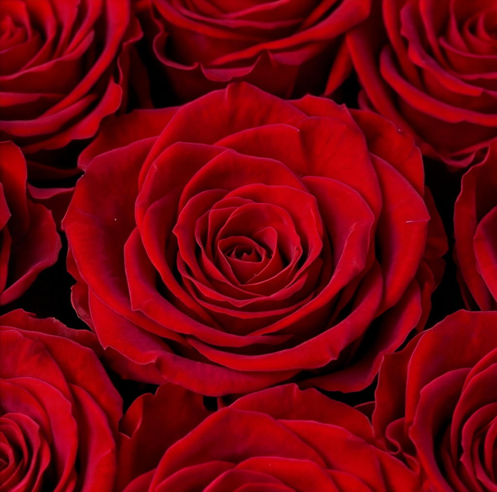 BELLE — Rose Box with 9 Preserved Roses