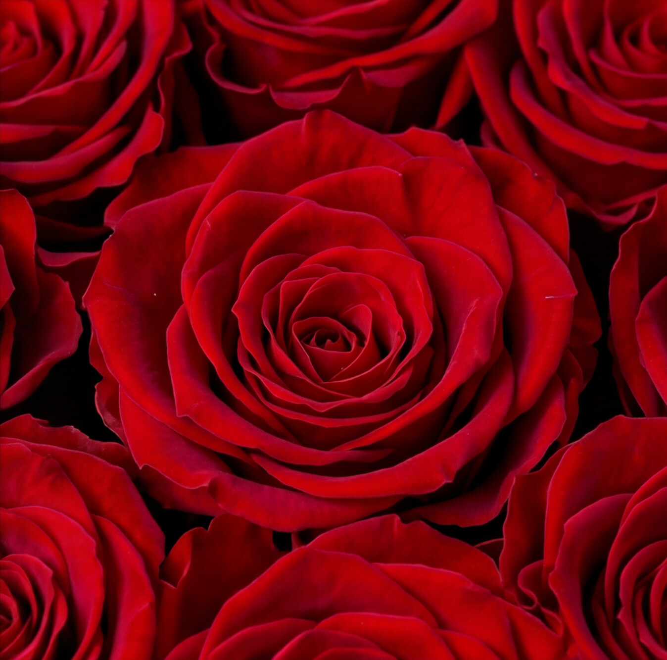 BELLE — Rose Box with 9 Preserved Roses