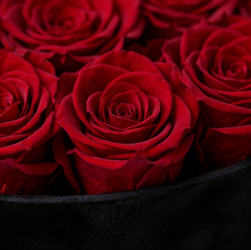 PRESTIGE — Rose Box with 55 Preserved Roses